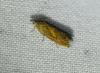 Dichrorampha vancouverana